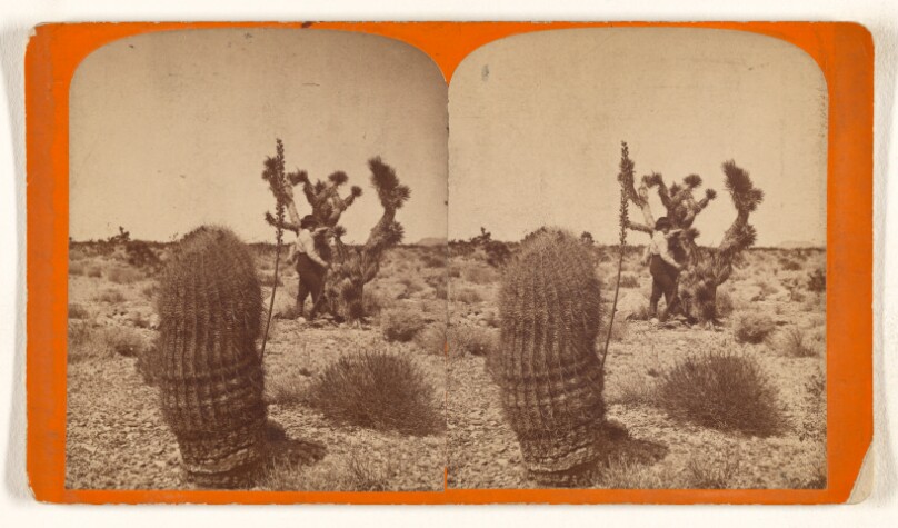 Barrel Cactus, (Cereus Lecontei,) on desert South of St. George, Southern Utah.