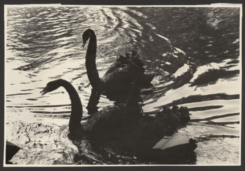 Black swan. [Chernye lebedi]