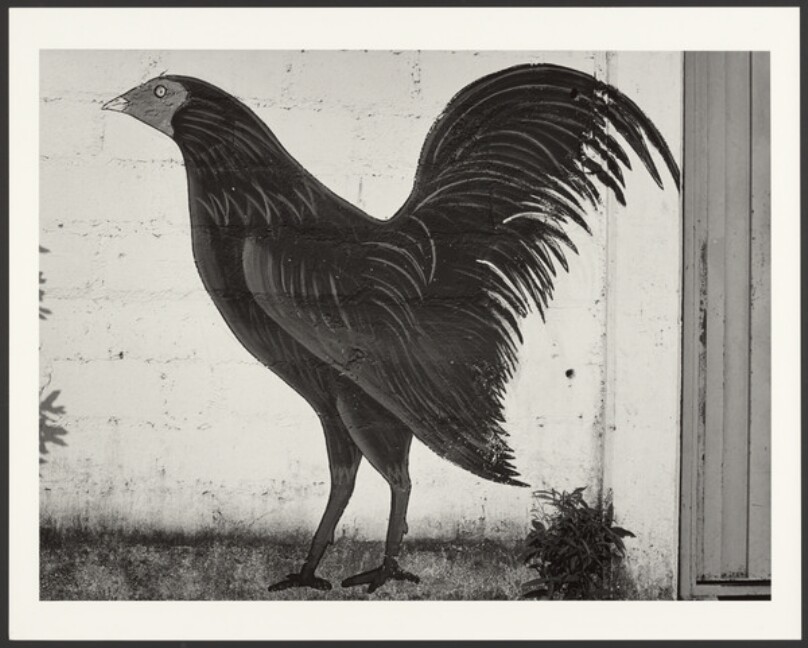 Gallo de Pelea -- Fighting Cock
