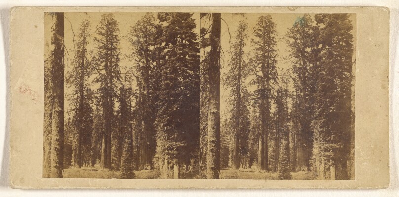 California. Group of Big Trees in Mariposa Grove.