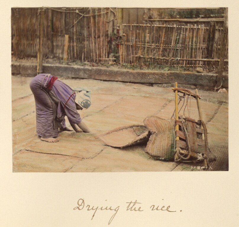 Drying the Rice
