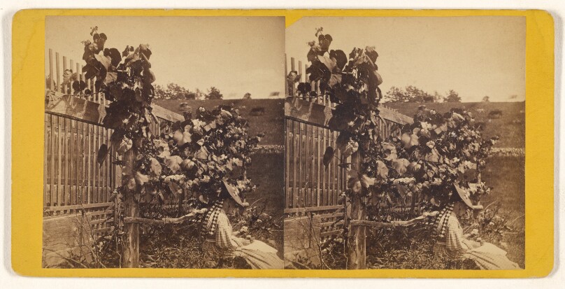 [Woman seated on ground at a fence with a grapevine]