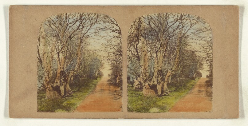 Burnham Beeches. (The finest Specimens in the World.)