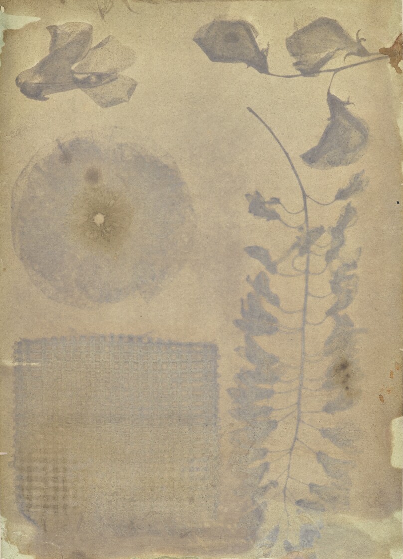 [Arrangement of Specimens]