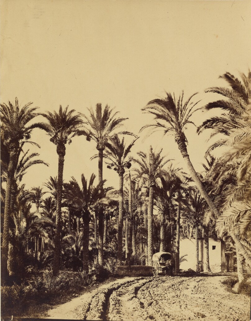 Elche palm trees