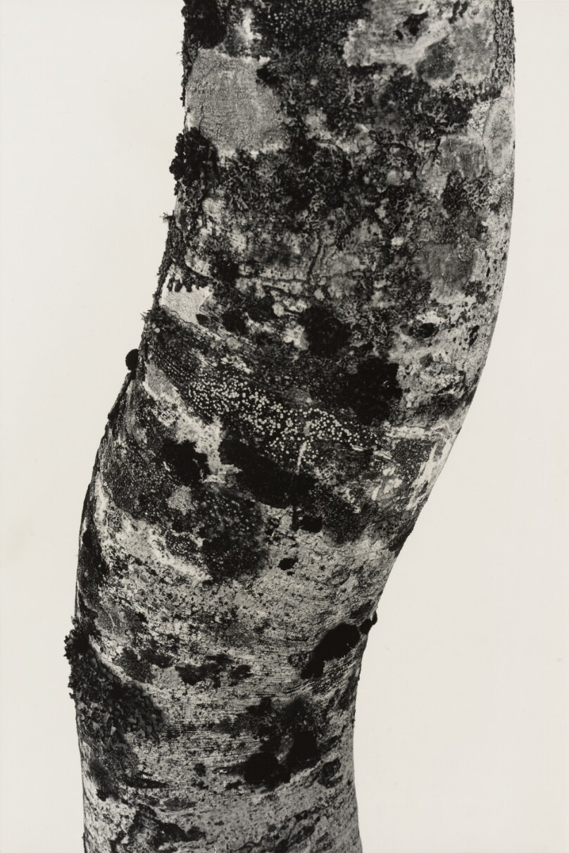 Trunk of a Tree, Mount Hakkoda, Aomori Prefecture, Japan