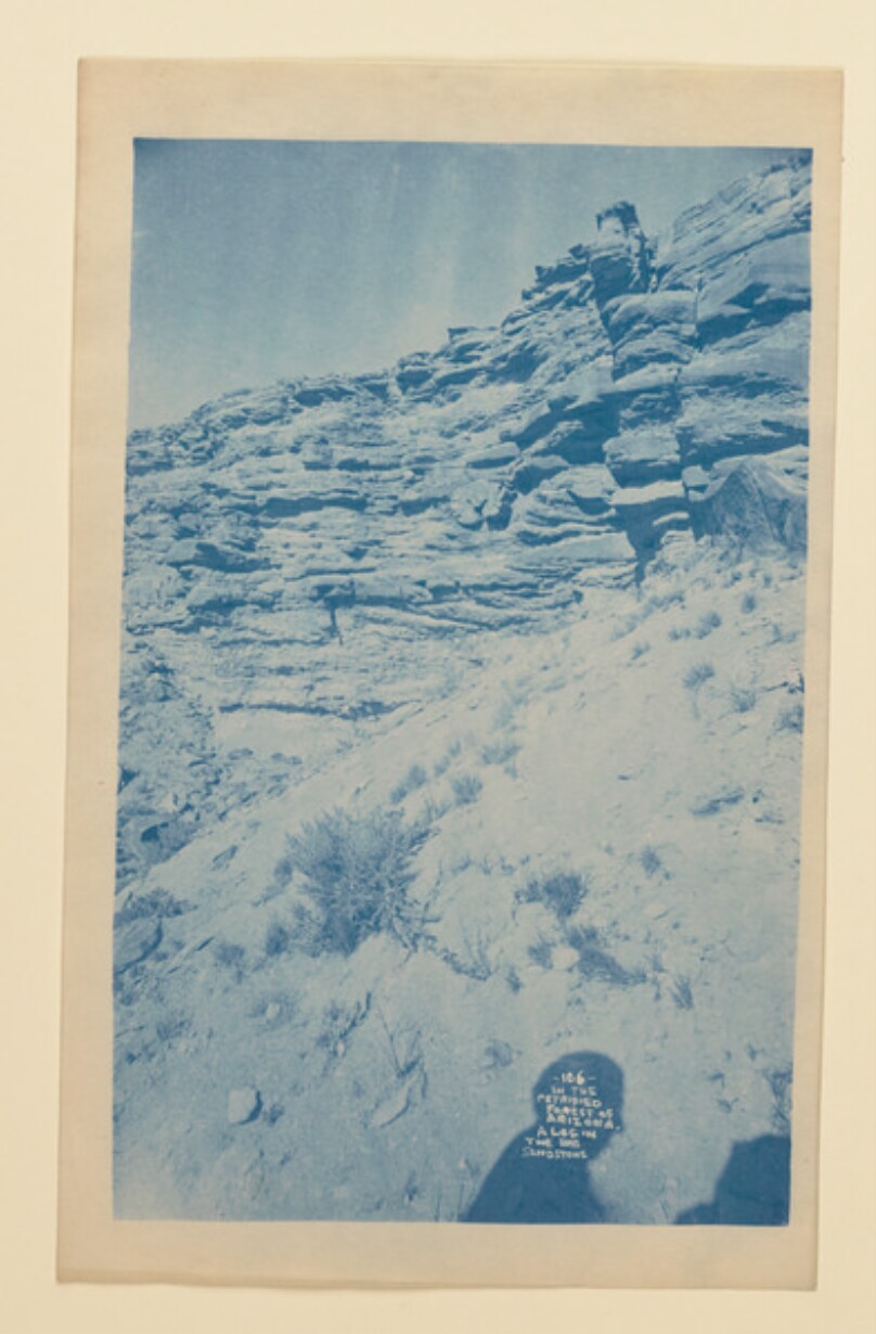 In the Petrified Forest of Arizona: A Log in the Sandstone
