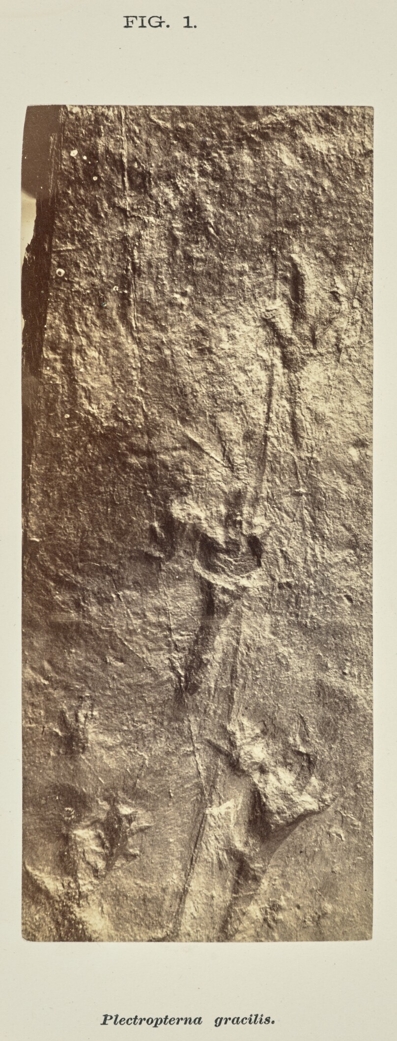 Plectropterna gracilis