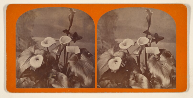 Group of Callas.