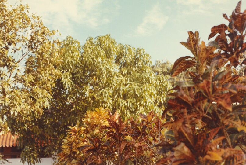 [Bushes and trees against sky, Jamaica]