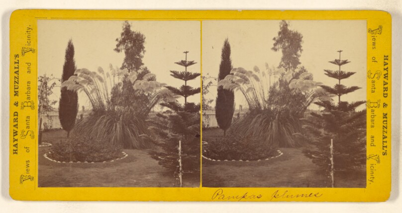 [Pampas Plumes, Santa Barbara, California]