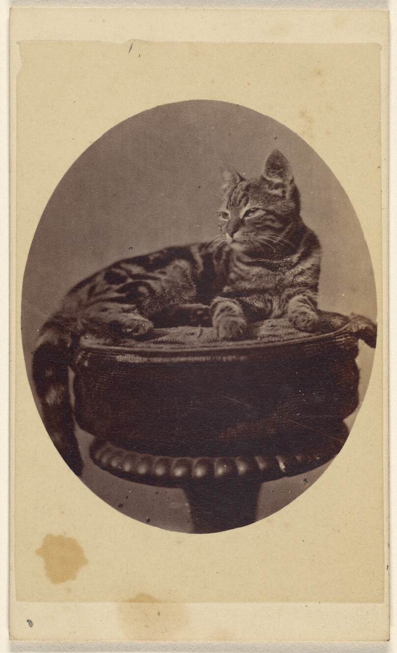 [Cat seated on a stool, printed in quasi-oval style]