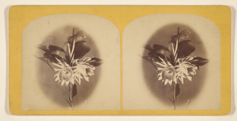 Night Blooming Cereus. Photographed with Magnesium Light At 1 O'clock, A.M. Monday, Aug. 26th, 1872.