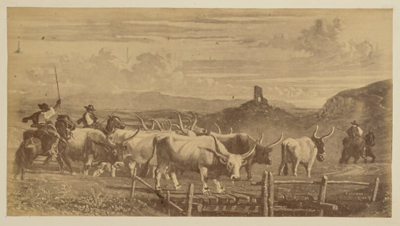 [Landscape with buffalo]
