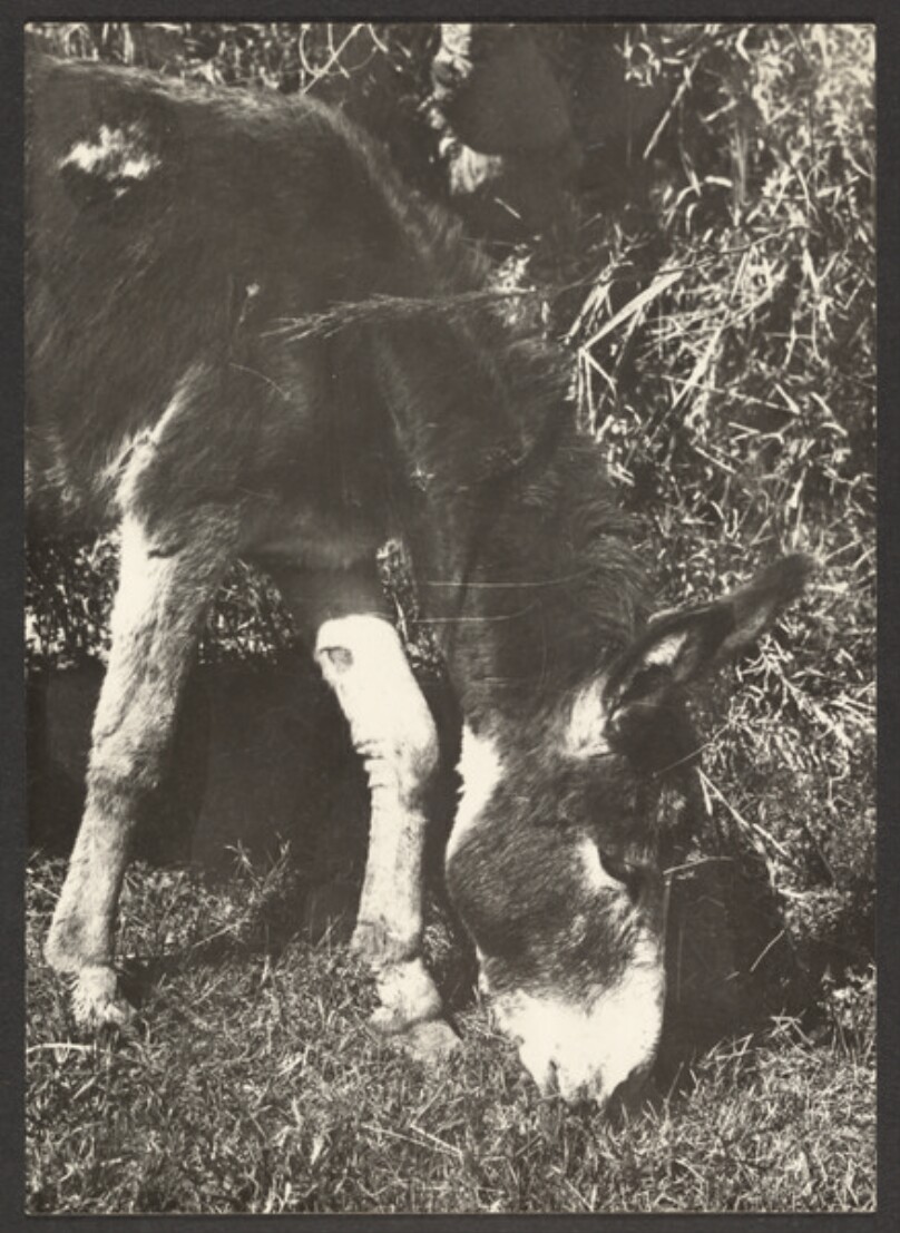 [Donkey]