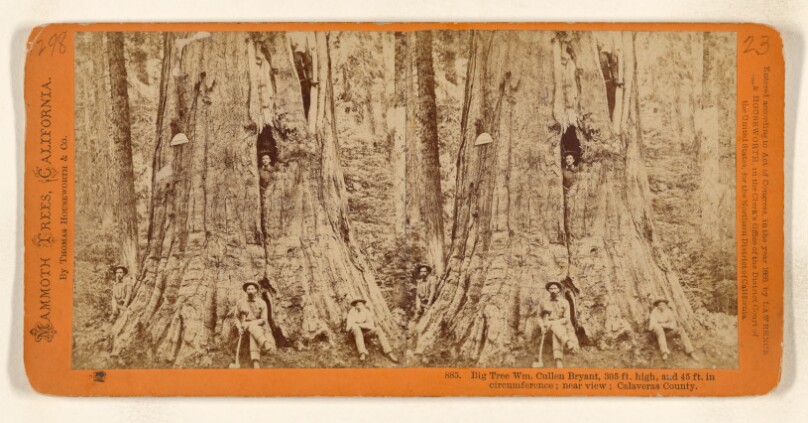 Big Tree Wm. Cullen Bryant, 305 ft. high, and 45 ft. in circumference; near view; Calaveras County.