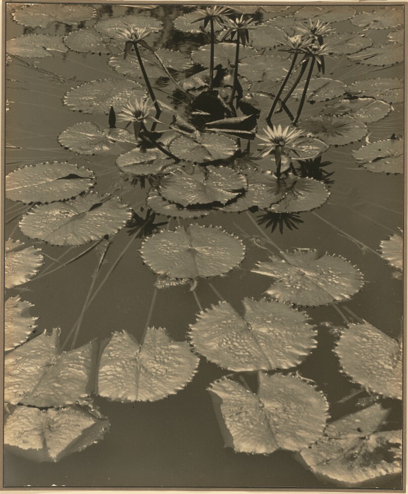 Pond Fantasy