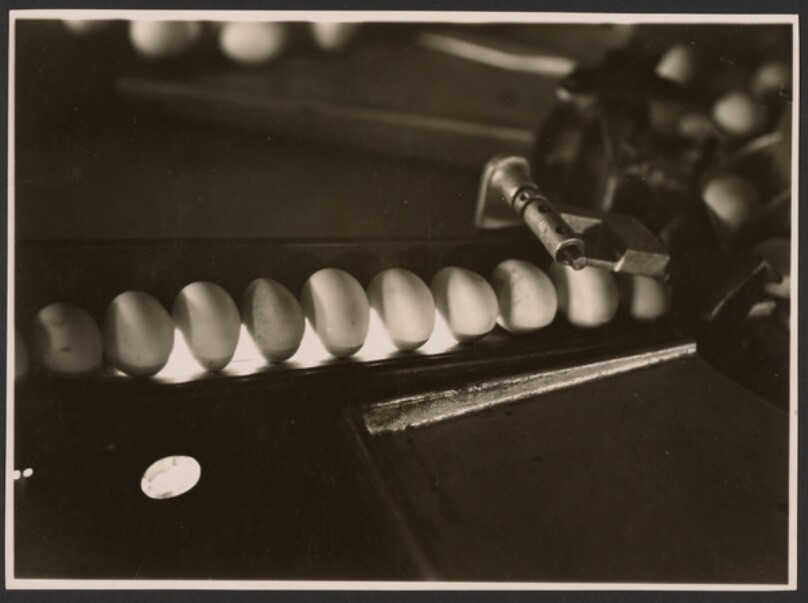 Egg Sorting Machine