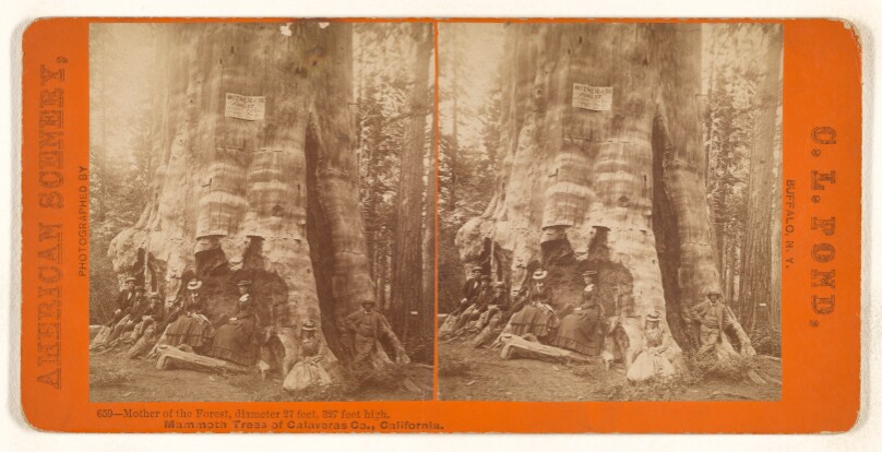 Mother of the Forest, diameter 27 feet, 327 feet high. Mammoth Trees of Calaveras Co., California.