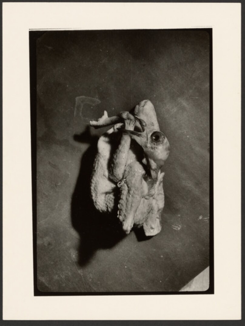Untitled (Chicken Biting Its Leg)