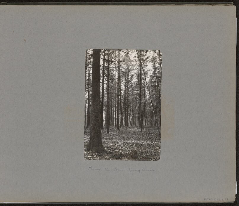 [The Corner Spring Woods]
