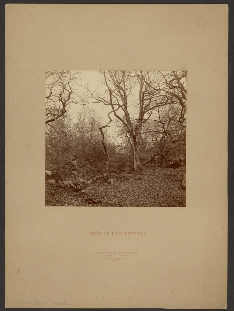 Forét de Fontainebleau