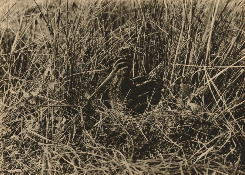 Breeding Snipe