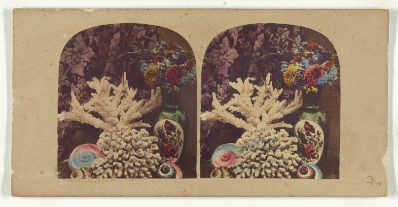 [Coral and shells]