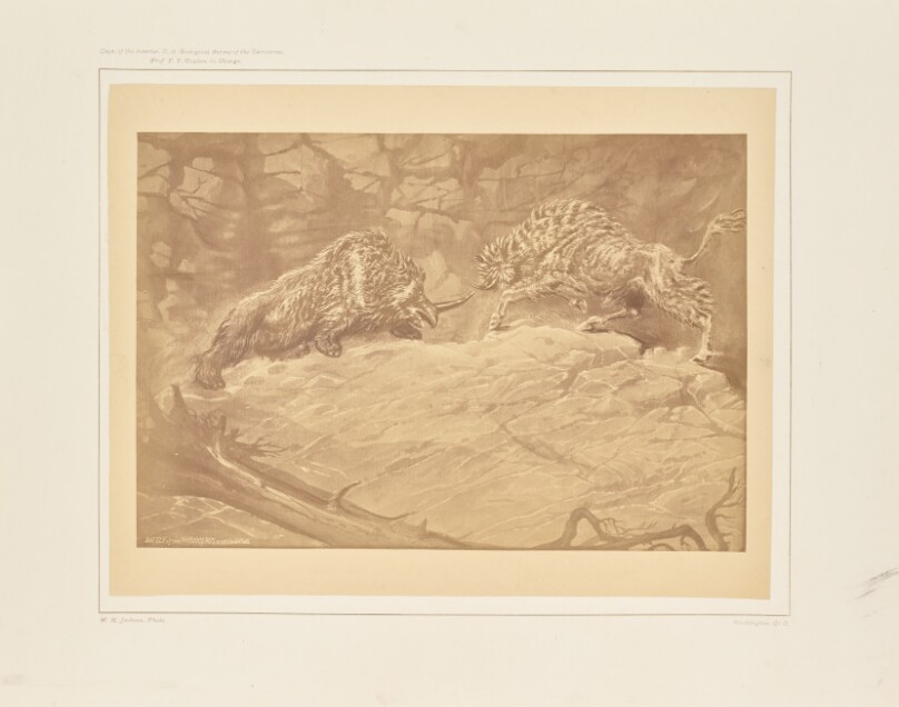Battle of the Rhinocerus of the Urus