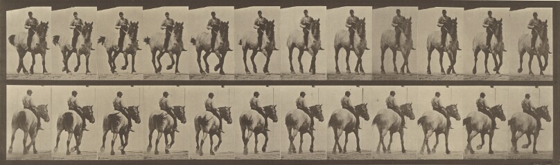 Animal Locomotion