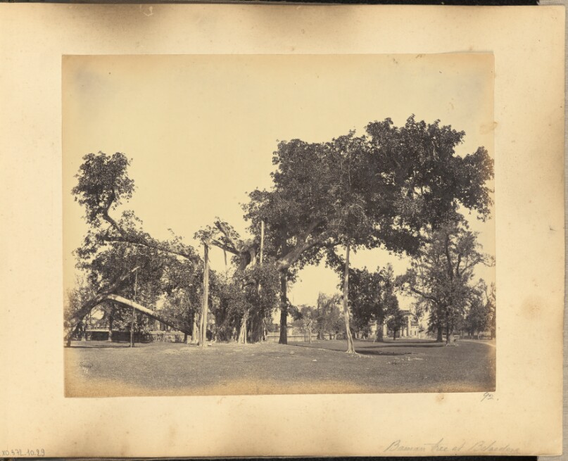 Banian Tree at Belvedere