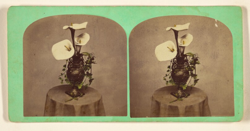 Group of Callas.