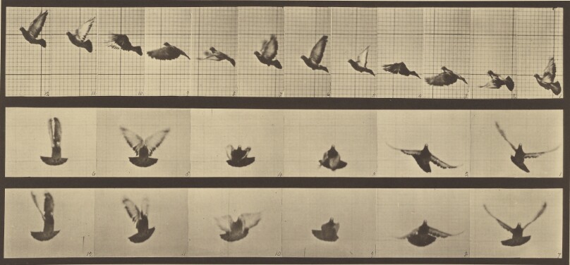 Animal Locomotion