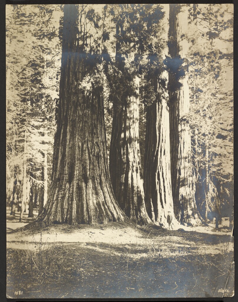 The Guardsman, Mariposa Grove