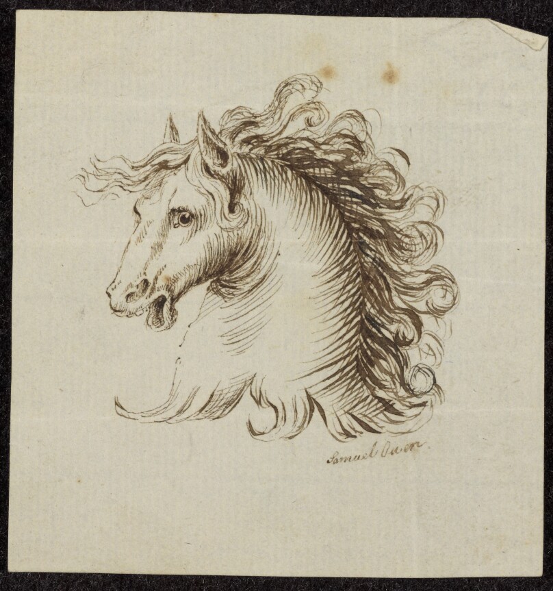 [Head of a Horse]