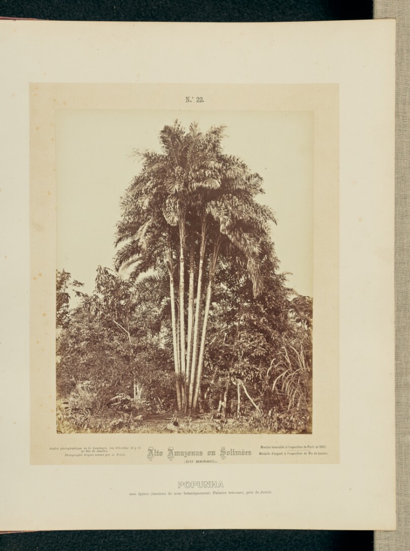 Popunha