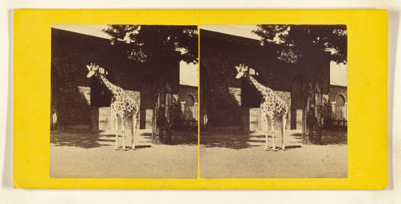 The Giraffe, or Cameleopard. (Camelopardalis Giraffa.)