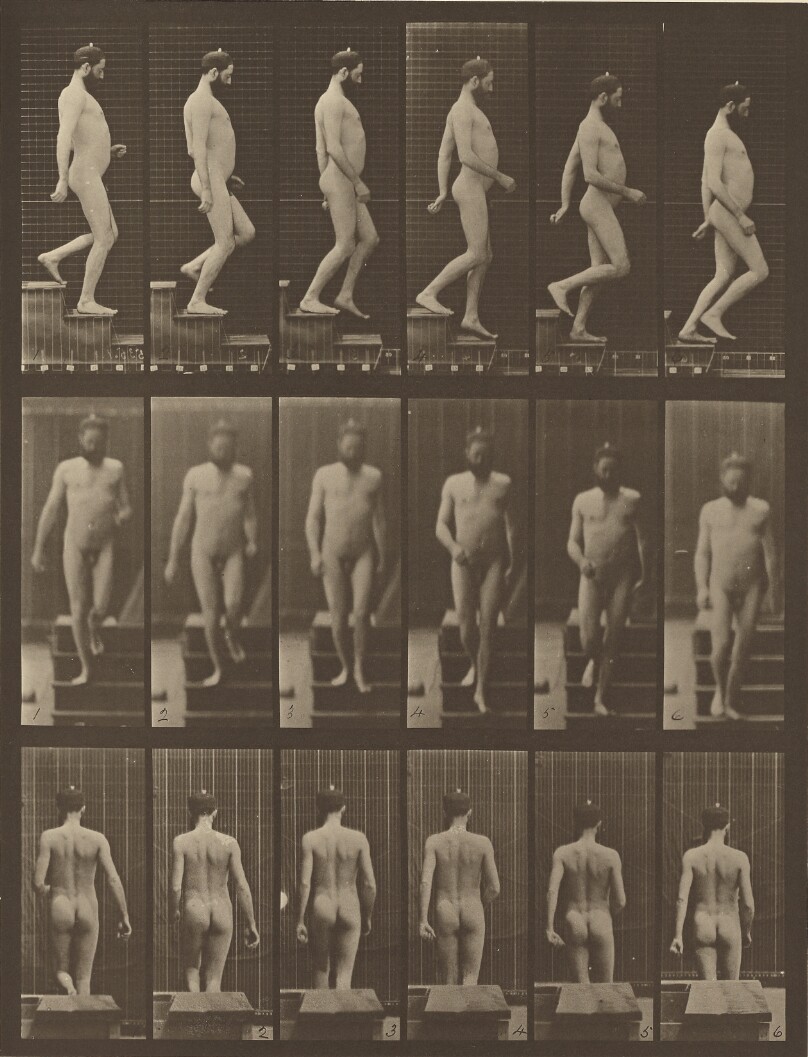 Animal Locomotion
