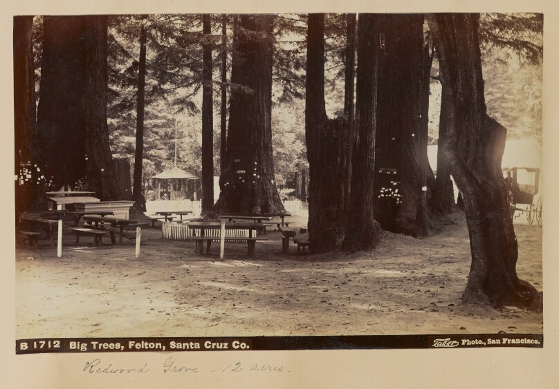Big Trees, Felton, Santa Cruz Co.