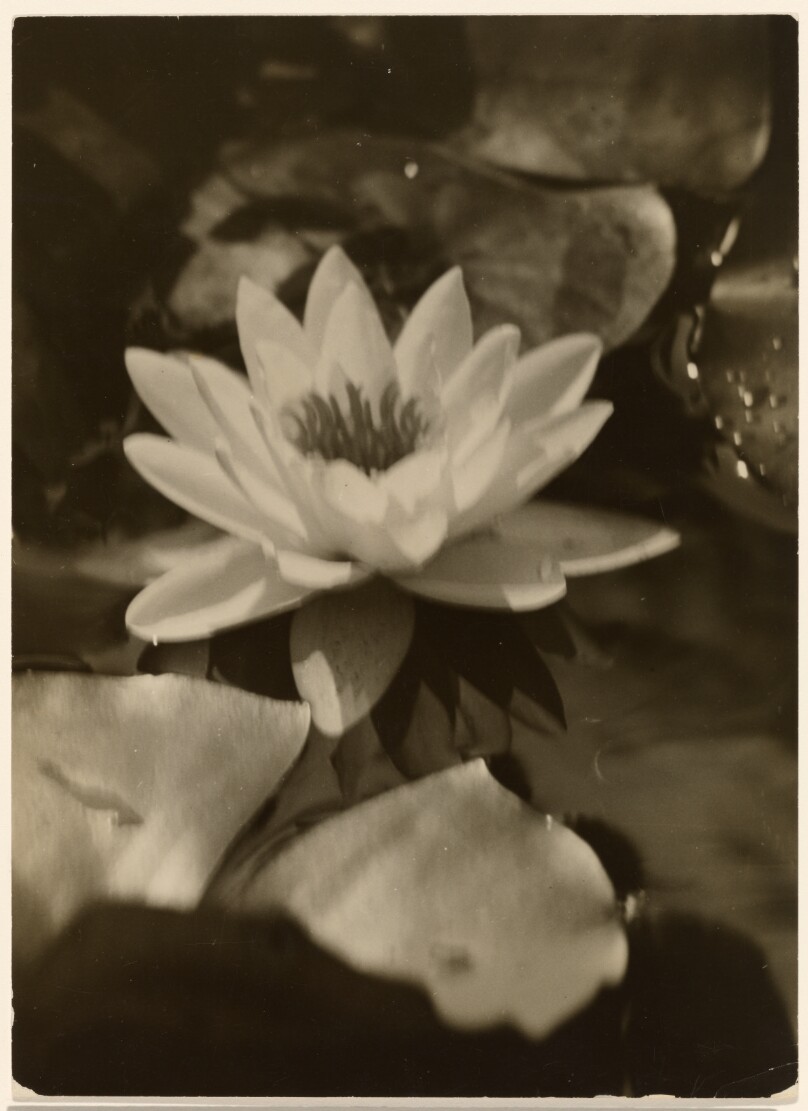 [Water Lily]