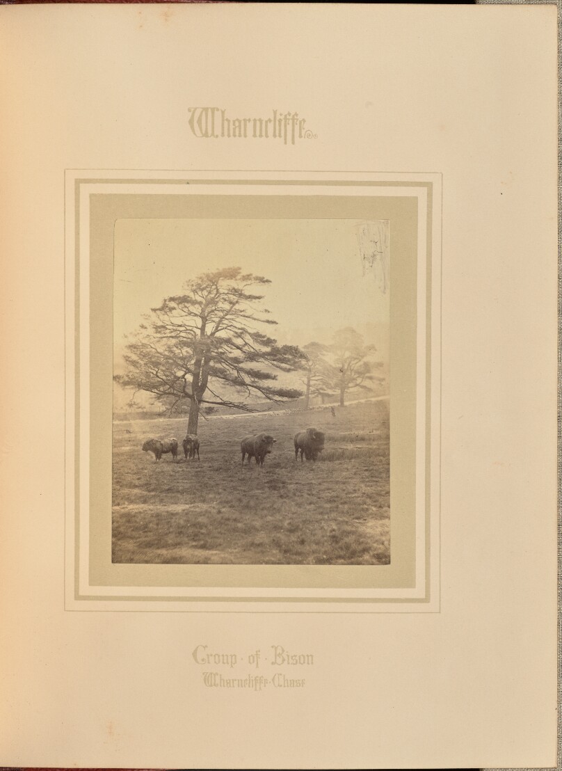Group of Bison - Wharncliffe Chase