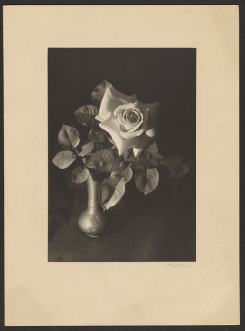 [Still life with rose]
