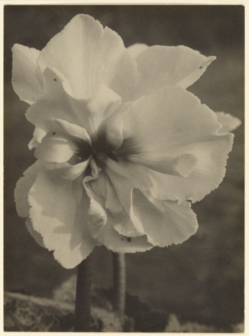 [Cyclamen]