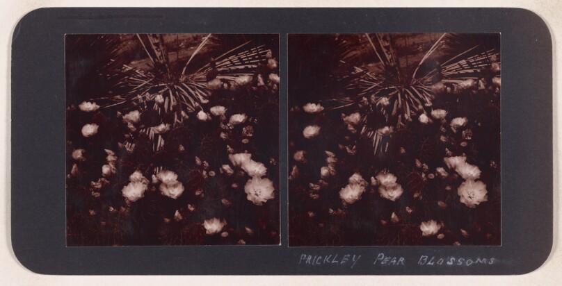 Prickley Pear Blossoms (recto); Candles of The Lord (verso)