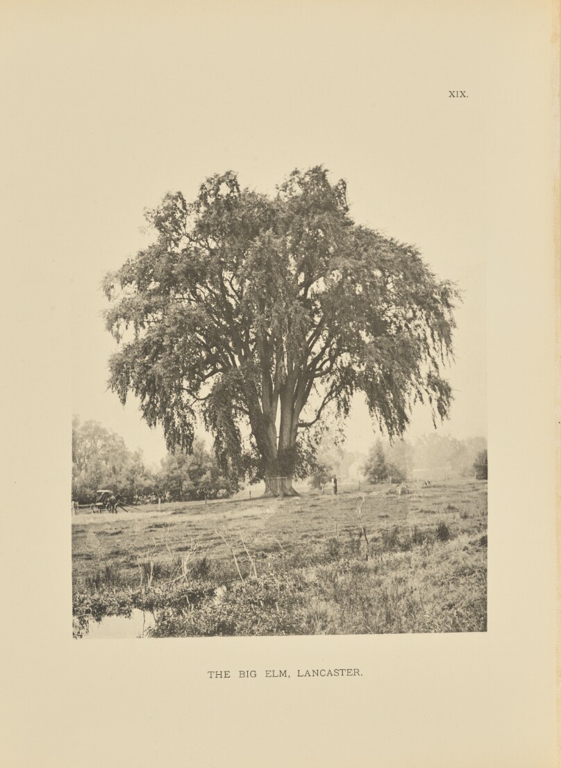 The Big Elm, Lancaster
