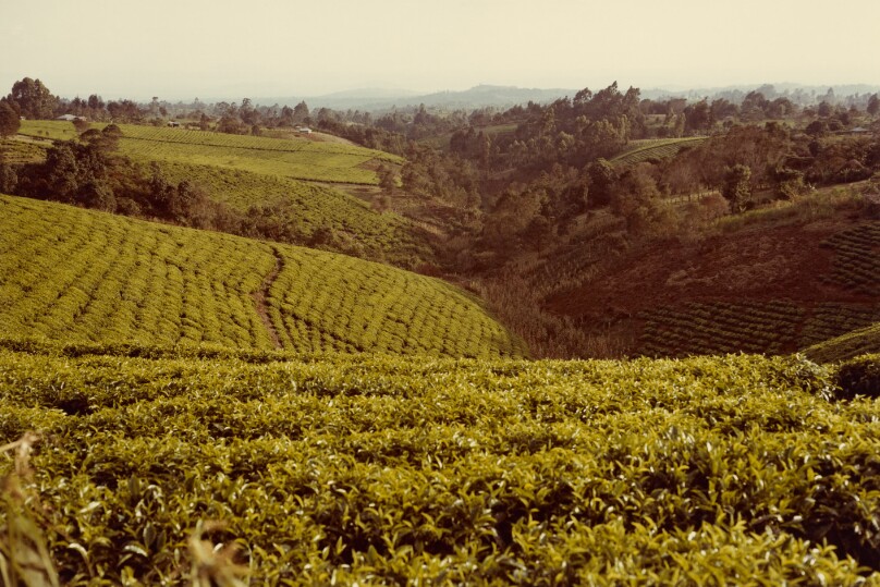 [Green Fields]