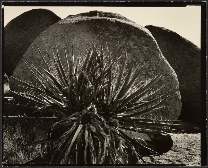 California Desert, Yucca Plant