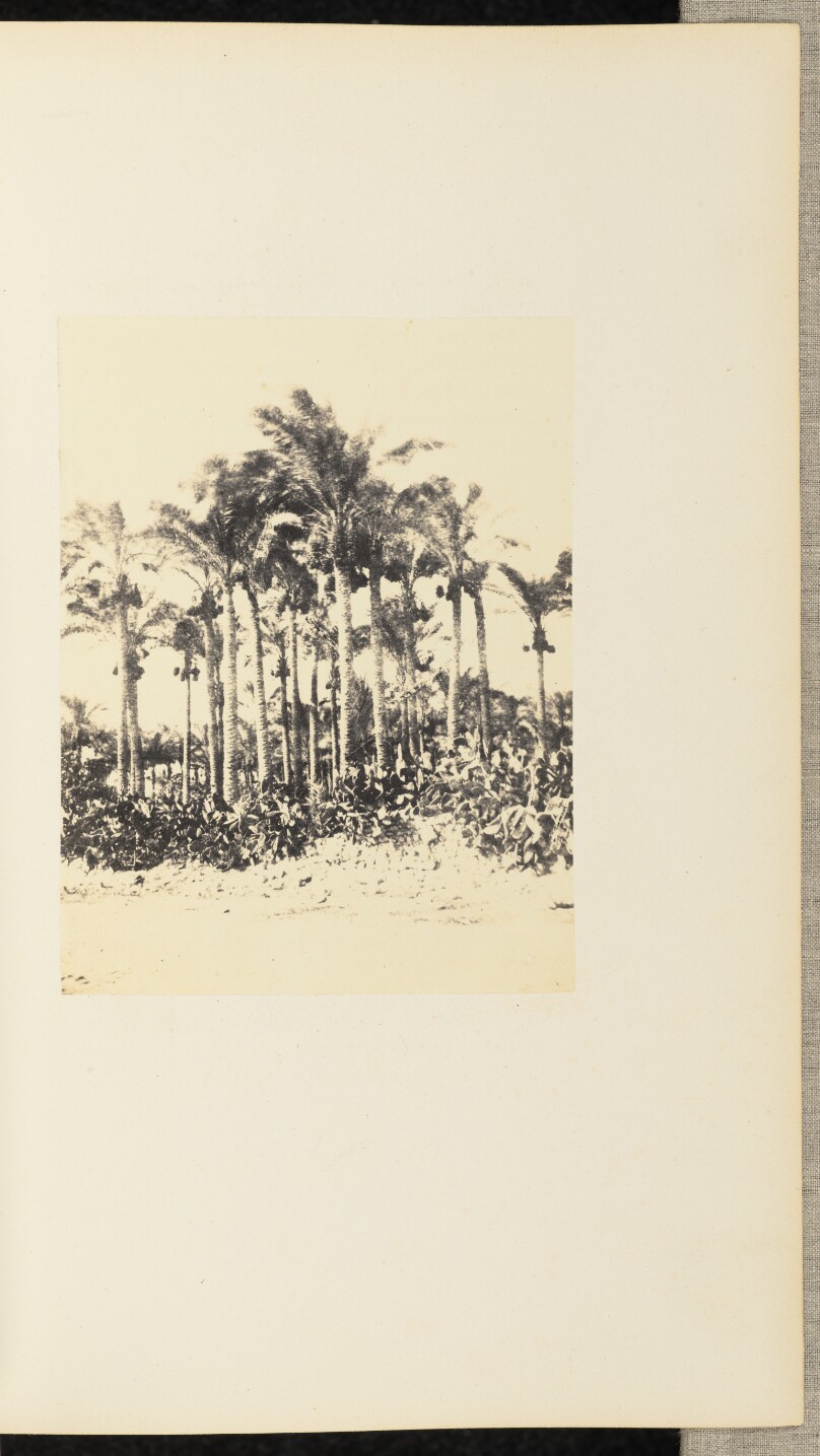 Palmiers