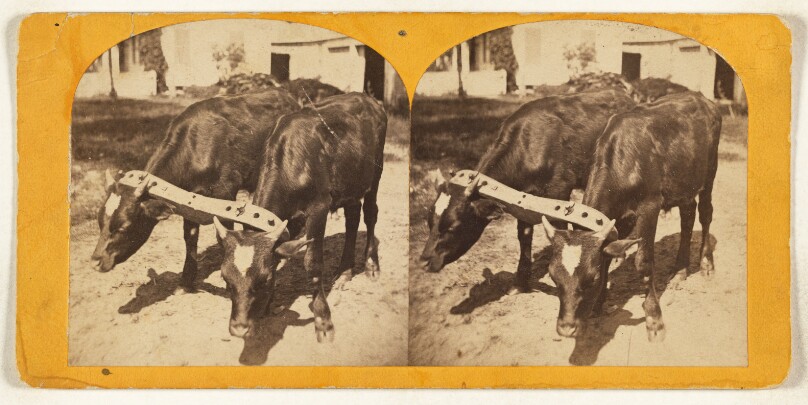 [Two cows in stocks, Epping or New Market, N.H.]