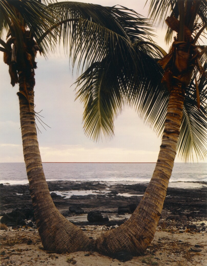 Coconut Palm Horizon, Kona Coast, Hawaii